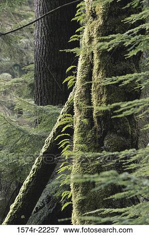 Trees at Capilano Pacific Park, British Columbia, Canada View Large Photo Image Stock Photo - Trees at Capilano Pacific Park, British Columbia, Canada. Fotosearch