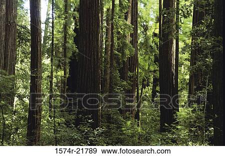Trees at Henry Cowell Redwoods State Park, California, USA View Large Photo Image Stock Photo - Trees at Henry Cowell Redwoods State Park, California, USA. Fotosearch