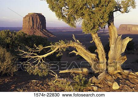 Trees at Monument Valley, Arizona, USA View Large Photo Image Stock Image - Trees at Monument Valley, Arizona, USA. Fotosearch