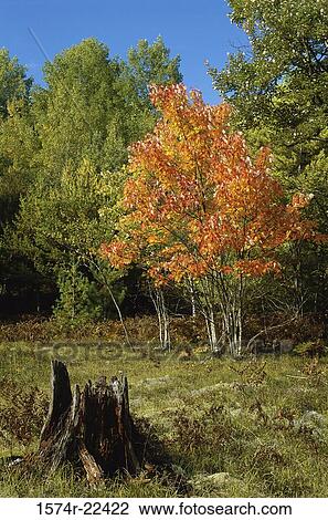 Trees in a forest during autumn, Michigan, USA View Large Photo Image Stock Image - Trees in a forest during autumn, Michigan, USA. Fotosearch