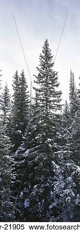 Trees in a forest, Idaho, USA View Large Photo Image Stock Photography - Trees in a forest, Idaho, USA. Fotosearch