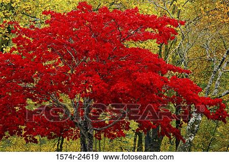 Trees in a forest, Newhalem, Washington, USA View Large Photo Image Stock Photo - Trees in a forest, Newhalem, Washington, USA. Fotosearch