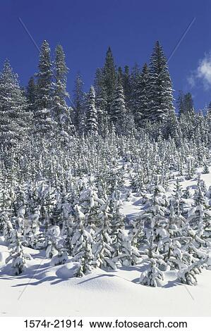 Trees in a forest, Sun Valley, Idaho, USA View Large Photo Image Picture - Trees in a forest, Sun Valley, Idaho, USA. Fotosearch