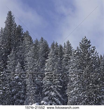 Stock Image - Trees in a forest, Sun Valley, Idaho, USA. Fotosearch