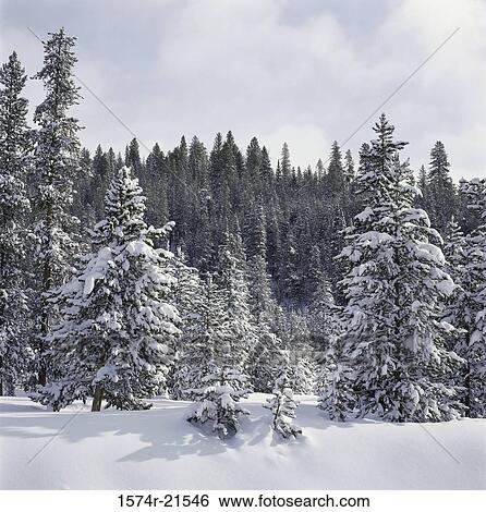 Trees in a forest, Sun Valley, Idaho, USA View Large Photo Image Stock Photograph - Trees in a forest, Sun Valley, Idaho, USA. Fotosearch
