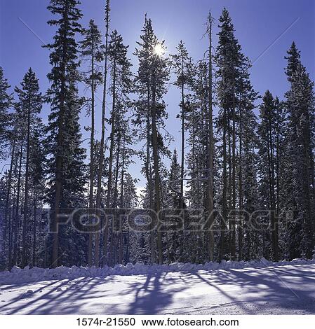 Stock Image - Trees in a forest, Wyoming, USA. Fotosearch