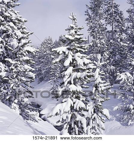 Stock Image - Trees in a snow covered landscape, Sun Valley, Idaho, USA. Fotosearch
