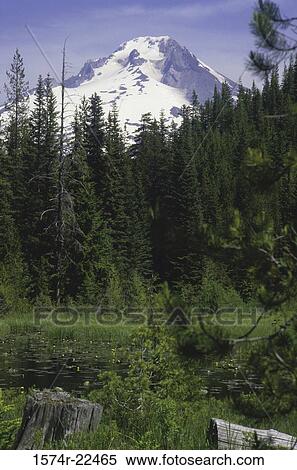 Stock Photography - Trees in front of Mount Hood, Oregon, USA. Fotosearch