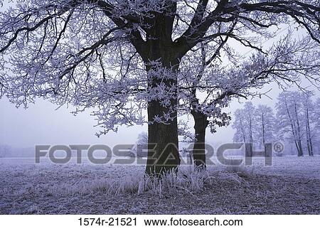 Stock Image - Trees in winter. Fotosearch