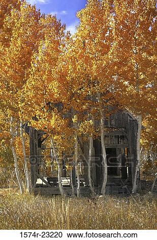 Trees near Shepherd's Cabin, California, USA View Large Photo Image Stock Image - Trees near Shepherd's Cabin, California, USA. Fotosearch