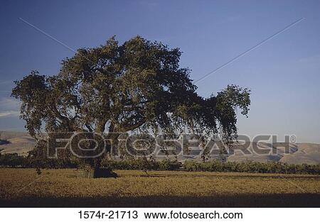 Trees on a field, Santa Clara Valley, California, USA View Large Photo Image Stock Image - Trees on a field, Santa Clara Valley, California, USA. Fotosearch