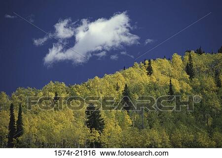 Trees on a hill, Telluride, Colorado, USA View Large Photo Image Stock Photograph - Trees on a hill, Telluride, Colorado, USA. Fotosearch