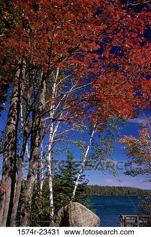 Trees on a lakeside, Wisconsin, USA View Large Photo Image Stock Image - Trees on a lakeside, Wisconsin, USA. Fotosearch