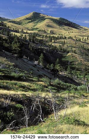 Stock Photo - Trees on a landscape, Beartooth Wildlife Management Area, Montana, USA. Fotosearch