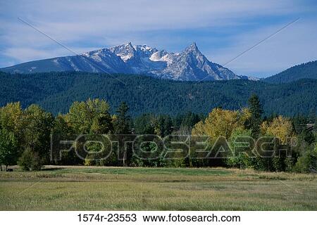 Stock Image - Trees on a landscape, Trapper Peak, Bitterroot Mountains, Darby, Montana, USA. Fotosearch