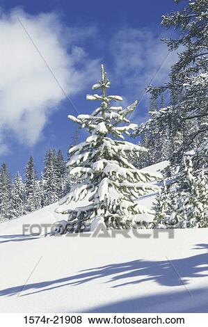 Stock Photo - Trees on a snow covered hill, Sun Valley, Idaho, USA. Fotosearch