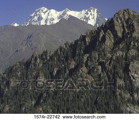 Stock Image - Trees on Mount Bogda, Near Urumqi, China. Fotosearch
