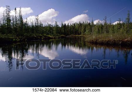 Picture - Trees reflecting in a lake. Fotosearch