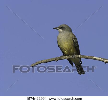 Tropical Kingbird on a branch View Large Photo Image Picture - Tropical Kingbird on a branch. Fotosearch
