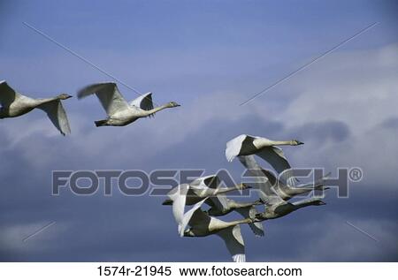 Trumpeter Swans flying in the sky (Cygnus buccinator) View Large Photo Image Stock Photography - Trumpeter Swans flying in the sky (Cygnus buccinator). Fotosearch