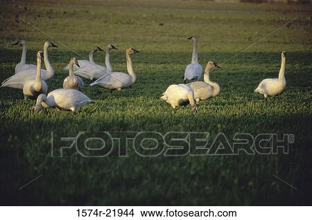 Trumpeter Swans on a lawn (Cygnus buccinator) View Large Photo Image Picture - Trumpeter Swans on a lawn (Cygnus buccinator). Fotosearch