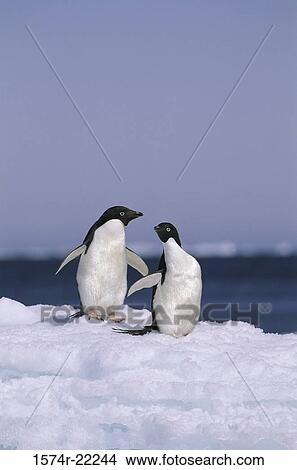 Picture - Two Adelie Penguins, Antarctica. Fotosearch