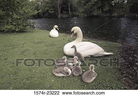 Two adult swans with young swans View Large Photo Image Stock Image - Two adult swans with young swans. Fotosearch