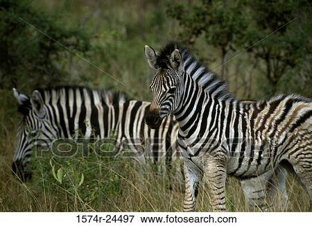 Two Burchell's Zebras grazing in a forest, Hluhluwe-Umfolozi Game Reserve, Zululand, KwaZulu-Natal, South Africa (Equus burchelli) View Large Photo Image Stock Photo - Two Burchell's Zebras grazing in a forest, Hluhluwe-Umfolozi Game Reserve, Zululand, KwaZulu-Natal, South Africa (Equus burchelli). Fotosearch