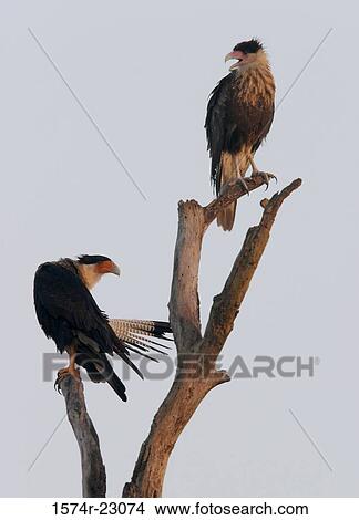Two Crested Caracaras Hawks perched on a tree View Large Photo Image Picture - Two Crested Caracaras Hawks perched on a tree. Fotosearch