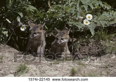 Two Gray Foxes standing at the entrance of a den View Large Photo Image Stock Photography - Two Gray Foxes standing at the entrance of a den. Fotosearch