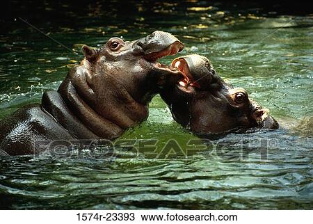 Two hippopotamuses in water, Philadelphia Zoo, Pennsylvania, USA View Large Photo Image Stock Image - Two hippopotamuses in water, Philadelphia Zoo, Pennsylvania, USA. Fotosearch