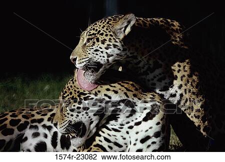 Two leopards grooming themselves View Large Photo Image Stock Image - Two leopards grooming themselves. Fotosearch