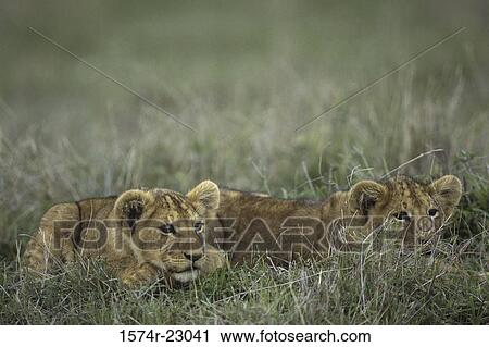 Two lion cubs lying in a grassy field View Large Photo Image Stock Image - Two lion cubs lying in a grassy field. Fotosearch