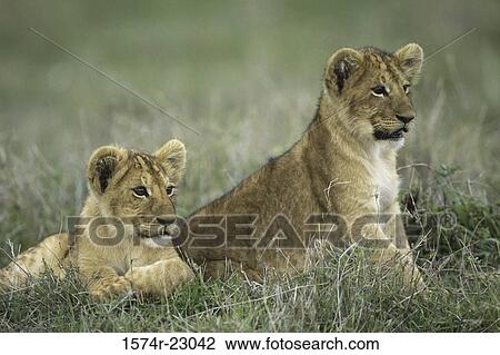 Two lions cubs in a grassy field View Large Photo Image Stock Image - Two lions cubs in a grassy field. Fotosearch