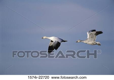 Two Snow Geese flying in the sky View Large Photo Image Stock Image - Two Snow Geese flying in the sky. Fotosearch
