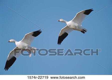 Two Snow Geese flying in the sky View Large Photo Image Stock Photo - Two Snow Geese flying in the sky. Fotosearch