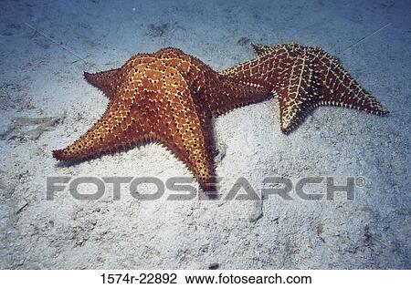 Stock Image - Two starfish underwater. Fotosearch