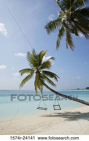 Two swings hanging from a palm tree, Meeru Island Resort, North Male Atoll, Maldives View Large Photo Image Stock Image - Two swings hanging from a palm tree, Meeru Island Resort, North Male Atoll, Maldives. Fotosearch