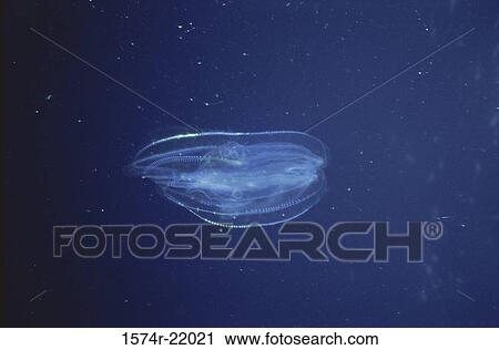 Warty Comb Jellyfish underwater View Large Photo Image Stock Image - Warty Comb Jellyfish underwater. Fotosearch