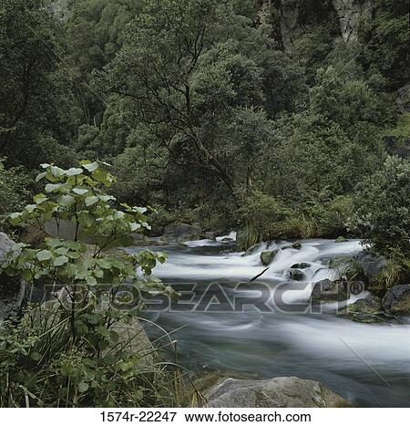 Water flowing in a creek, New Zealand View Large Photo Image Stock Photo - Water flowing in a creek, New Zealand. Fotosearch