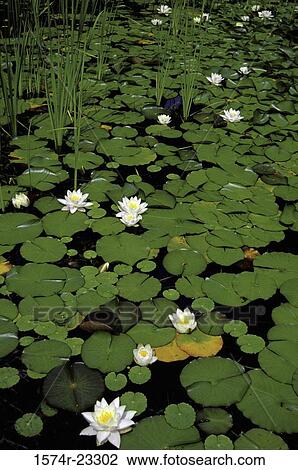 Water lilies in a pond View Large Photo Image Stock Image - Water lilies in a pond. Fotosearch