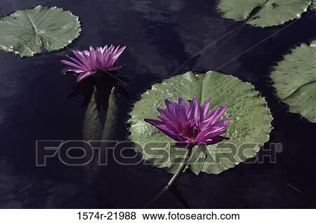 Water lilies in a pond View Large Photo Image Stock Photo - Water lilies in a pond. Fotosearch