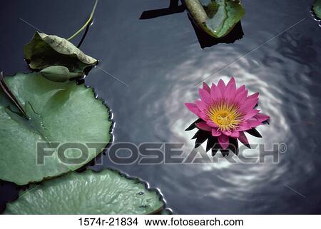 Picture - Water lily in a pond. Fotosearch