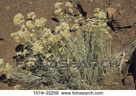 Weed in an arid landscape, Utah, USA View Large Photo Image Stock Photo - Weed in an arid landscape, Utah, USA. Fotosearch