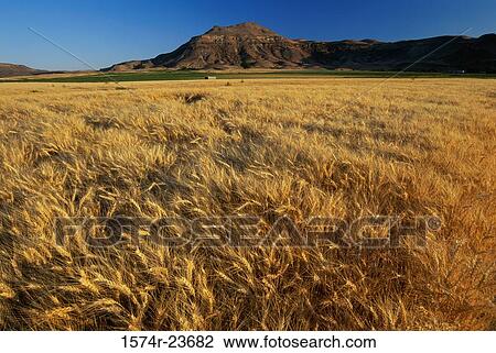 Wheat crops in a field, Mitchell Butte, Oregon, USA View Large Photo Image Stock Image - Wheat crops in a field, Mitchell Butte, Oregon, USA. Fotosearch