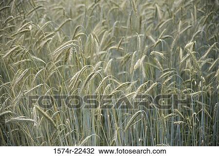 Wheat field View Large Photo Image Stock Image - Wheat field. Fotosearch