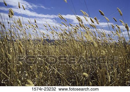 Stock Image - Wheat field. Fotosearch