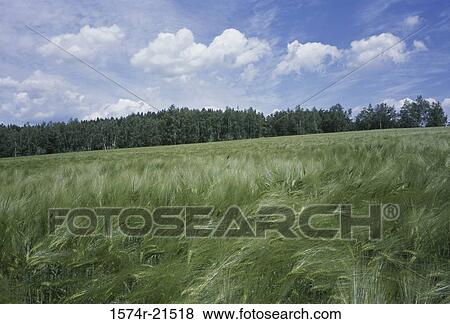 Stock Photo - Wheat field. Fotosearch