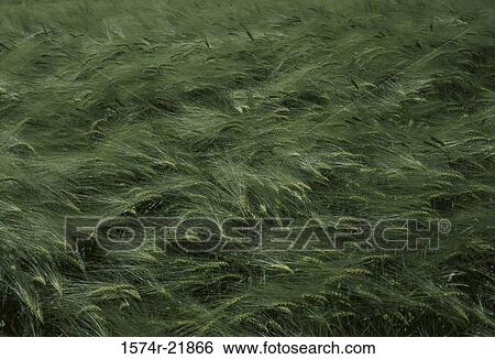 Wheat field View Large Photo Image Stock Photograph - Wheat field. Fotosearch