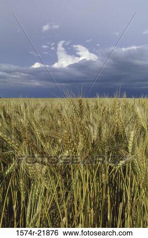 Wheat field View Large Photo Image Stock Photograph - Wheat field. Fotosearch